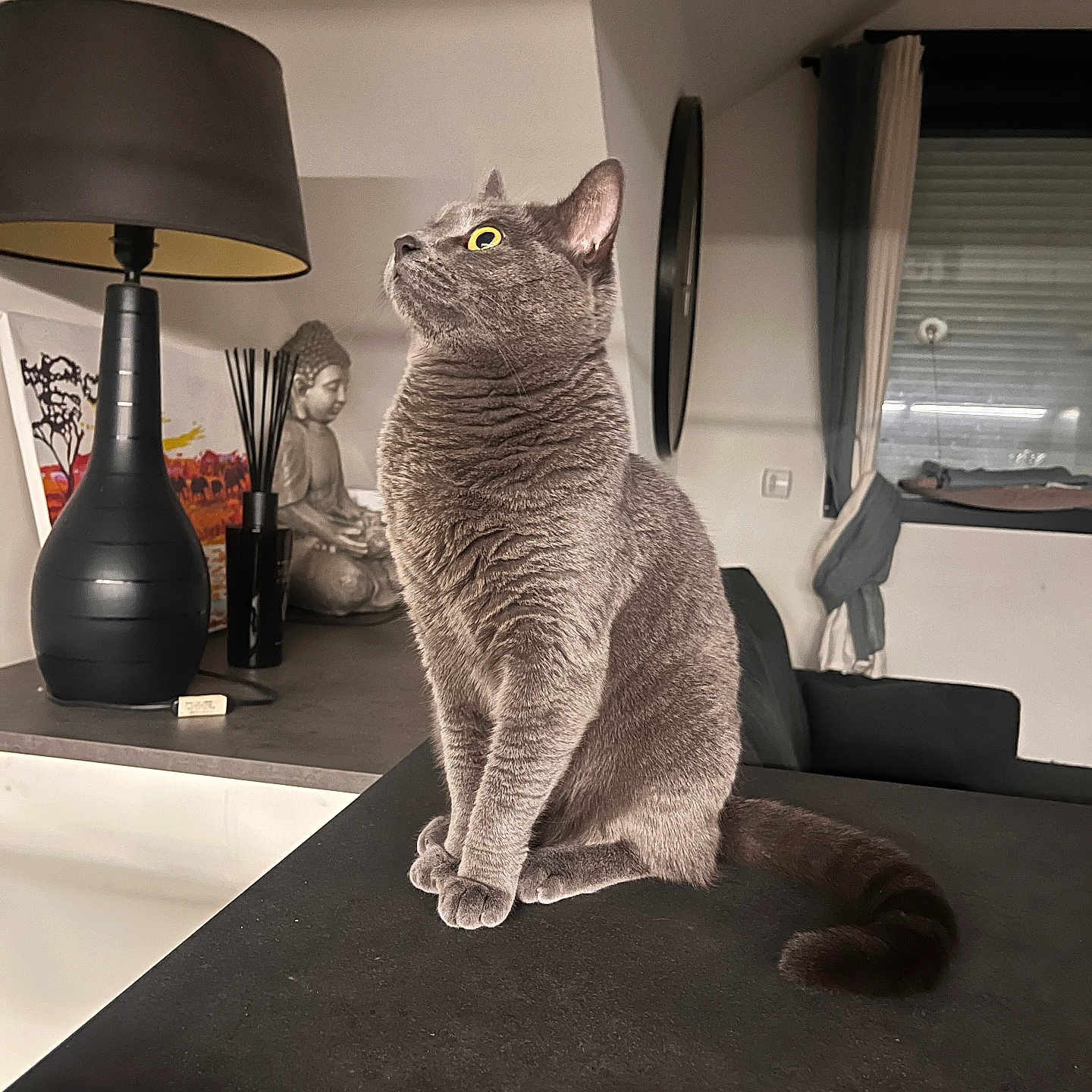Toupie a rejoint le concours — aidez-le/la à gagner de superbes lots ! animal, buddha, cat, cozy, curtains, decor, fur, furniture, gray_cat, home, indoor, lamp, looking_up, pet, sitting, statue, tabletop, whiskers, window, yellow_eyes