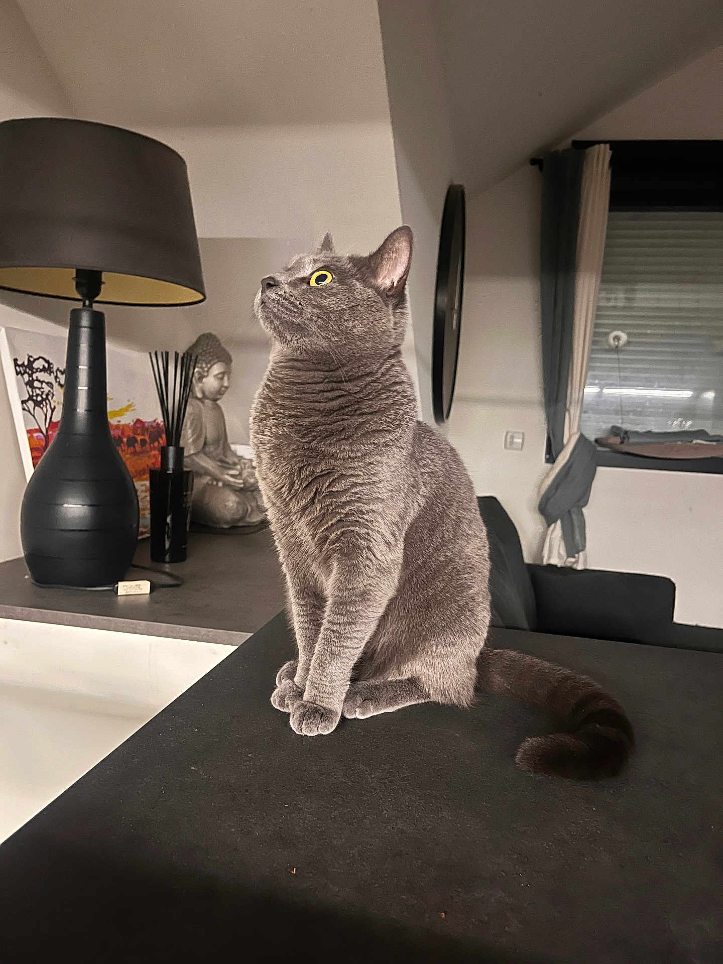 Toupie a rejoint le concours — aidez-le/la à gagner de superbes lots ! cat, gray_cat, furniture, lamp, statue, buddha, window, curtains, indoor, tabletop, pet, animal, fur, whiskers, yellow_eyes, sitting, looking_up, cozy, home, decor