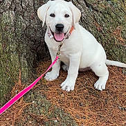 Maggie joined the competition — help win amazing prizes! animal, canine, collar, cute, dog, fur, happy, leash, nature, outdoor, pet, pine_needles, playful, puppy, sitting, smiling, tongue_out, tree_trunk, white_dog, young_dog
