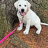 animal, canine, collar, cute, dog, fur, happy, leash, nature, outdoor, pet, pine_needles, playful, puppy, sitting, smiling, tongue_out, tree_trunk, white_dog, young_dog