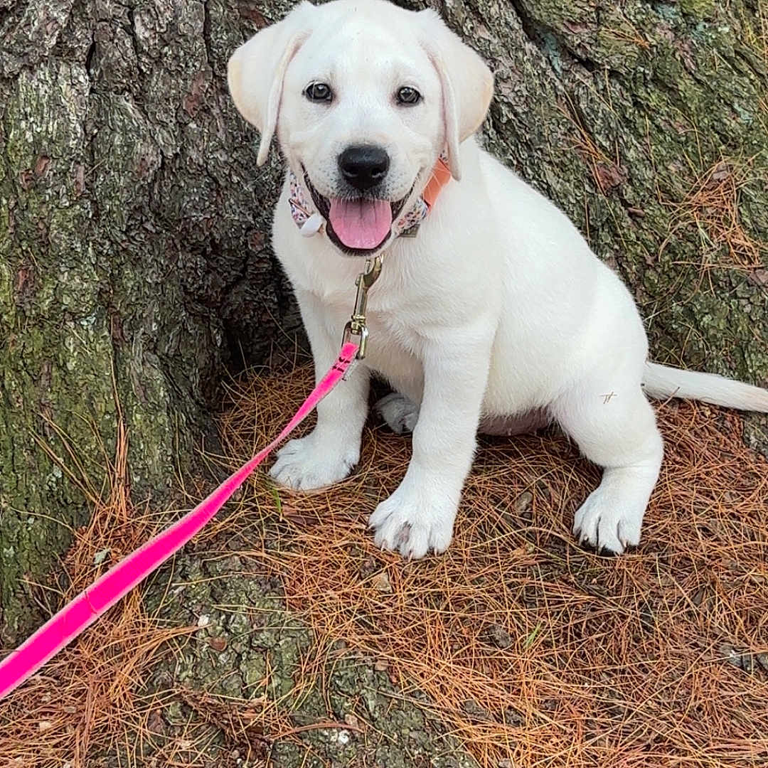 Maggie