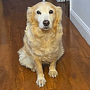 Princesa is registered to the contest to win money with this photo: dog, golden_retriever, pet, animal, fluffy, golden_fur, sitting, indoors, wooden_floor, portrait, front_view, cute, calm, loyal, paws, ears, nose, eyes, home, photography