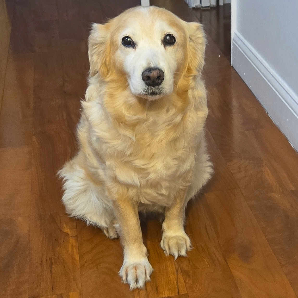 Princesa is registered to the contest to win money with this photo: dog, golden_retriever, pet, animal, fluffy, golden_fur, sitting, indoors, wooden_floor, portrait, front_view, cute, calm, loyal, paws, ears, nose, eyes, home, photography