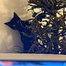 cat, black_cat, plant, dried_plant, curious, peeking, indoor, shadow, eyes, decorated, branch, nature, animal, pet, feline, still_life, wall, lighting, contrast, background