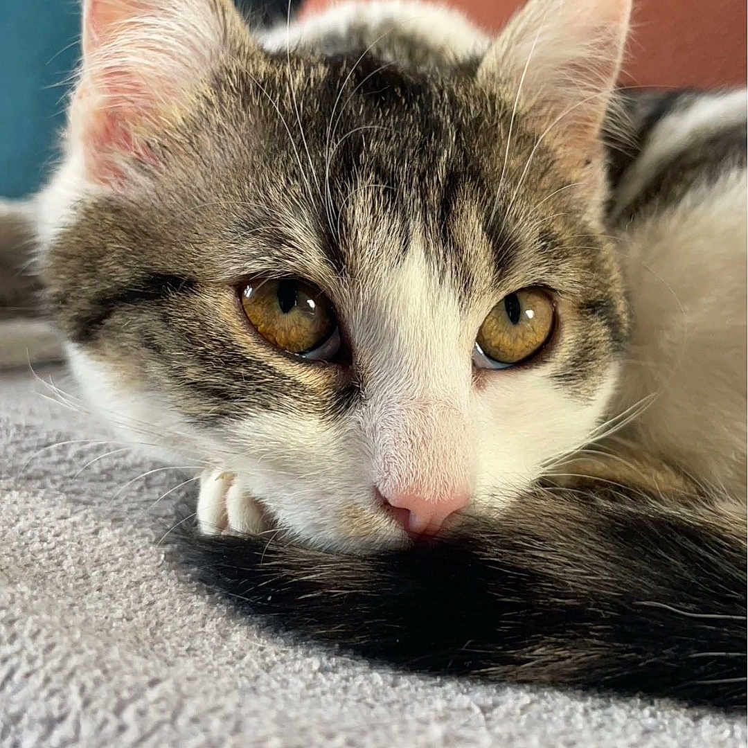 Irïs a rejoint le concours — aidez-le/la à gagner de superbes lots ! abyssinian, angora, animal, blanket, cat, couch, cushion, egyptiancat, furniture, homedecor, indoors, kitten, manx, person, pet, siamese, sleeping, snout