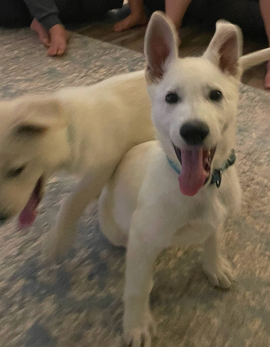 Bumble joined the competition — help win amazing prizes! ancient_dog_breeds, canidae, carnivore, collar, companion_dog, dog, dog_breed, dog_collar, fawn, foot, non_sporting_group, paw, small_terrier, snout, sporting_group, tail, terrestrial_animal, terrier, working_animal, working_dog