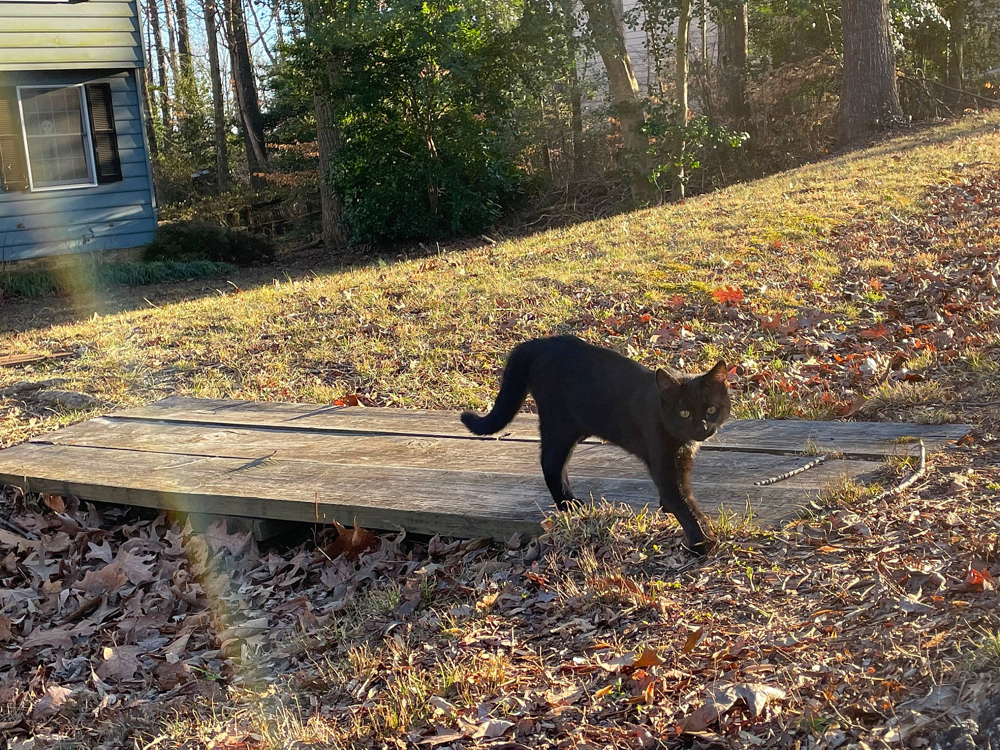 Murder Mitts joined the competition — help win amazing prizes! carnivore, deciduous, dog, dog_breed, felidae, grass, landscape, leaf, plant, road_surface, shade, small_to_medium_sized_cats, soil, tail, terrestrial_animal, tints_and_shades, tree, window, wood, woodland