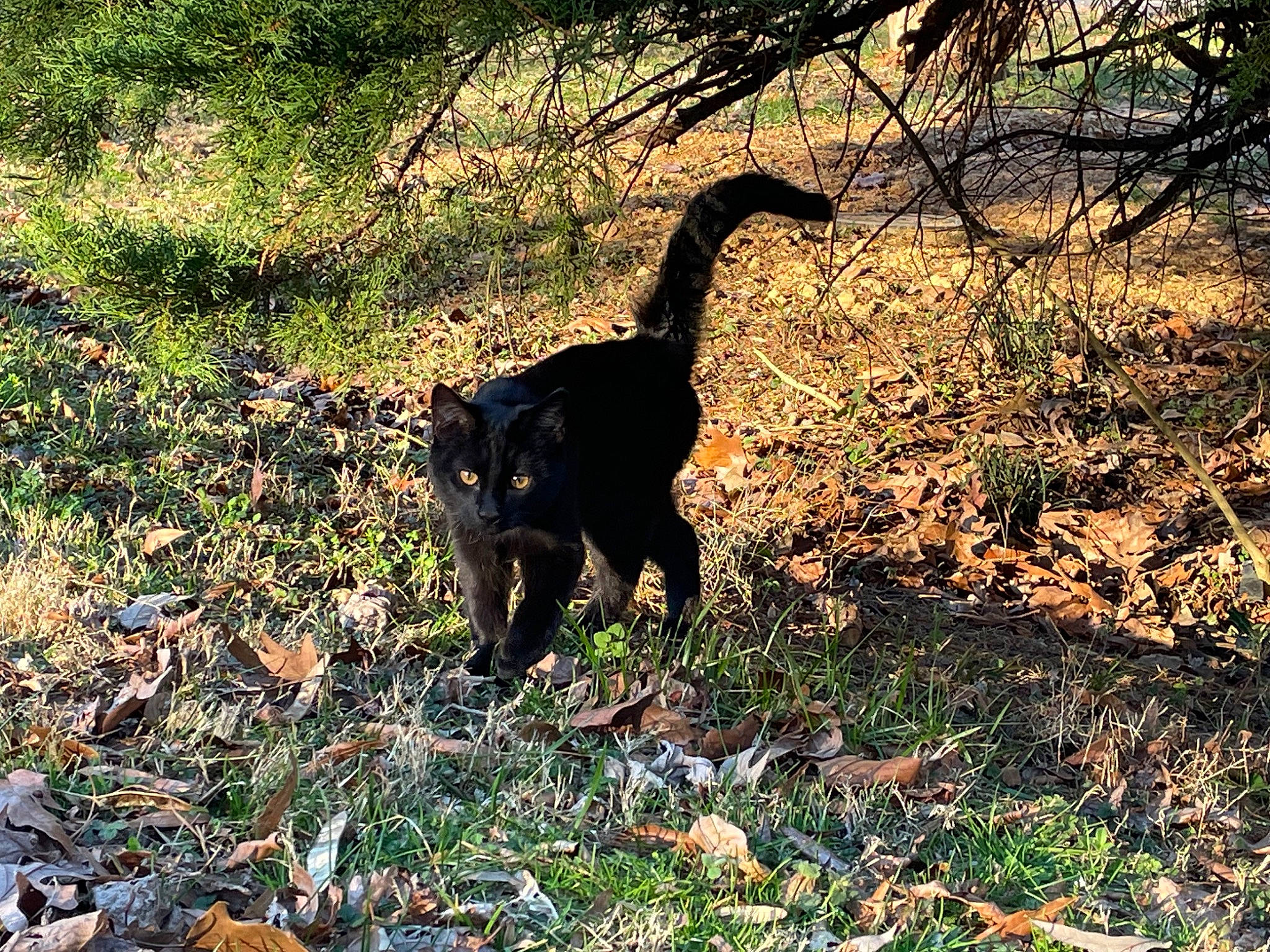 Murder Mitts joined the competition — help win amazing prizes! carnivore, felidae, grass, grassland, groundcover, landscape, natural_landscape, nature_reserve, plant, shade, shadow, soil, tail, terrestrial_animal, tints_and_shades, tree, trunk, twig, wood, woodland