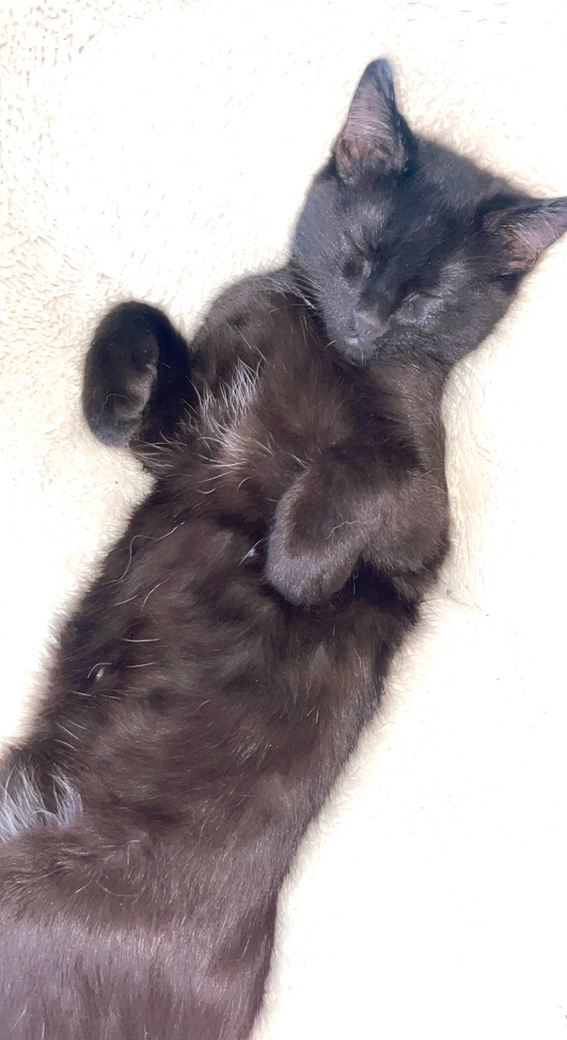 Murder Mitts is registered to the contest to win money with this photo: black_cat, carnivore, cat, claw, comfort, dog_breed, domestic_short_haired_cat, eye, felidae, fur, gesture, monochrome_photography, paw, small_to_medium_sized_cats, snout, tail, terrestrial_animal, whiskers