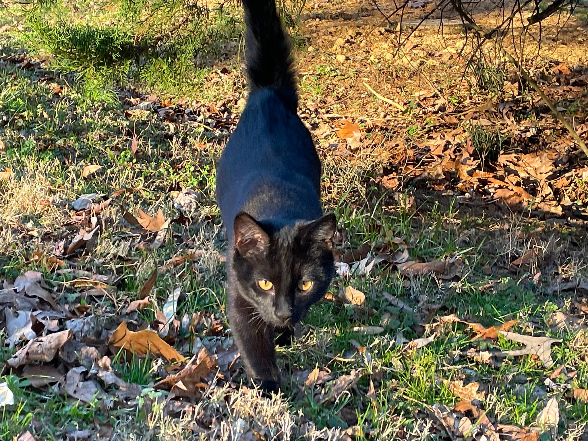 Murder Mitts joined the competition — help win amazing prizes! bombay, carnivore, cat, domestic_short_haired_cat, eye, felidae, fur, grass, groundcover, plant, shadow, small_to_medium_sized_cats, snout, soil, tail, terrestrial_animal, whiskers