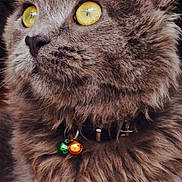 Caliño a rejoint le concours — aidez-le/la à gagner de superbes lots ! cat, gray_cat, yellow_eyes, fluffy_fur, collar, bells, pet, close_up, portrait, animal, whiskers, ears, fur_texture, indoor, looking_sideways, feline, domestic_cat, cute, alert, soft_lighting