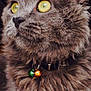 cat, gray_cat, yellow_eyes, fluffy_fur, collar, bells, pet, close_up, portrait, animal, whiskers, ears, fur_texture, indoor, looking_sideways, feline, domestic_cat, cute, alert, soft_lighting