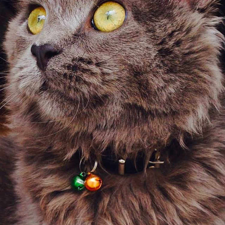Caliño a rejoint le concours — aidez-le/la à gagner de superbes lots ! alert, animal, bells, cat, close_up, collar, cute, domestic_cat, ears, feline, fluffy_fur, fur_texture, gray_cat, indoor, looking_sideways, pet, portrait, soft_lighting, whiskers, yellow_eyes