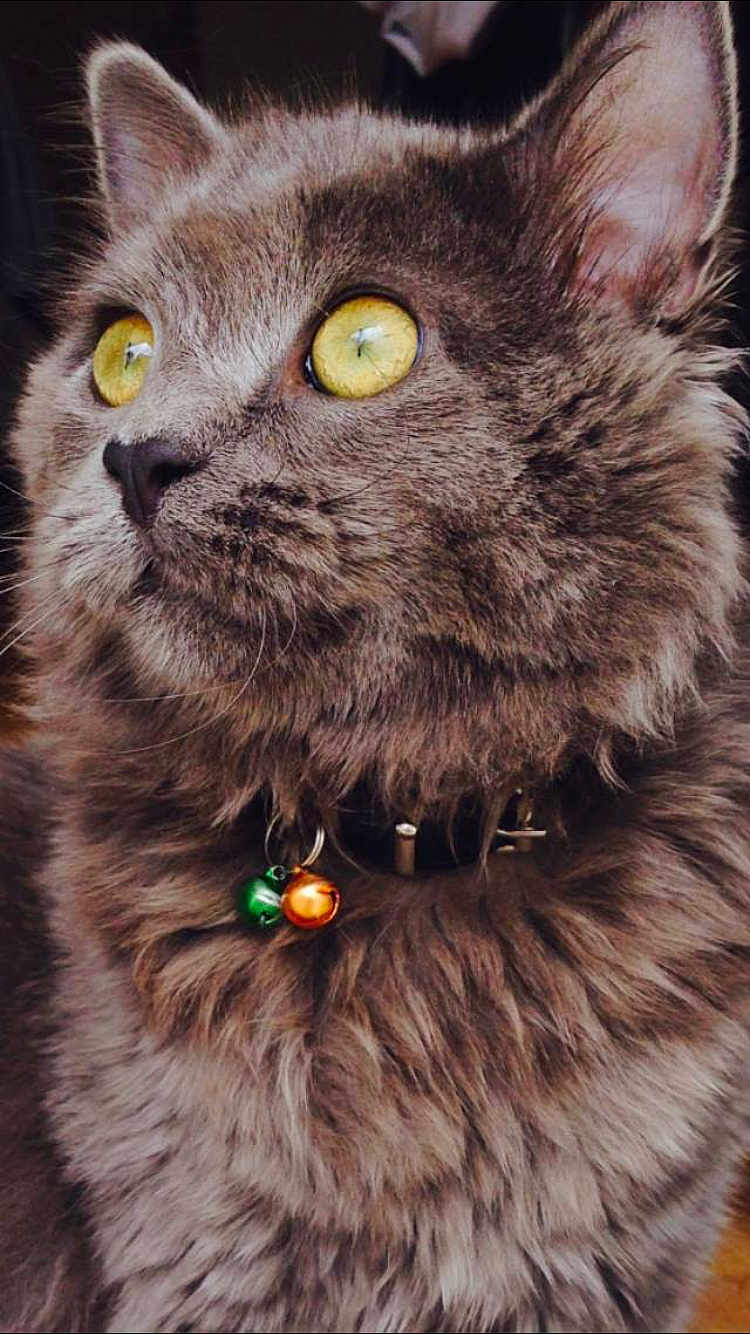 Caliño a rejoint le concours — aidez-le/la à gagner de superbes lots ! cat, gray_cat, yellow_eyes, fluffy_fur, collar, bells, pet, close_up, portrait, animal, whiskers, ears, fur_texture, indoor, looking_sideways, feline, domestic_cat, cute, alert, soft_lighting