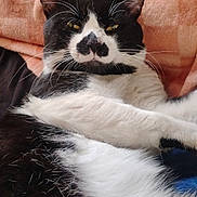 Bandit is registered to the contest to win money with this photo: cat, black_and_white, feline, pet, animal, whiskers, fur, relaxed, lying_down, blanket, orange, soft, cozy, indoor, resting, close_up, eyes, ears, portrait, cute