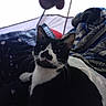 Bandit is registered to the contest to win money with this photo: cat, black_and_white, mustache_marking, indoor, blanket, hand, string, curious, pet, feline, cozy, soft_fabric, animal, domestic_cat, whiskers, ears, face, sitting, looking_up, closeup