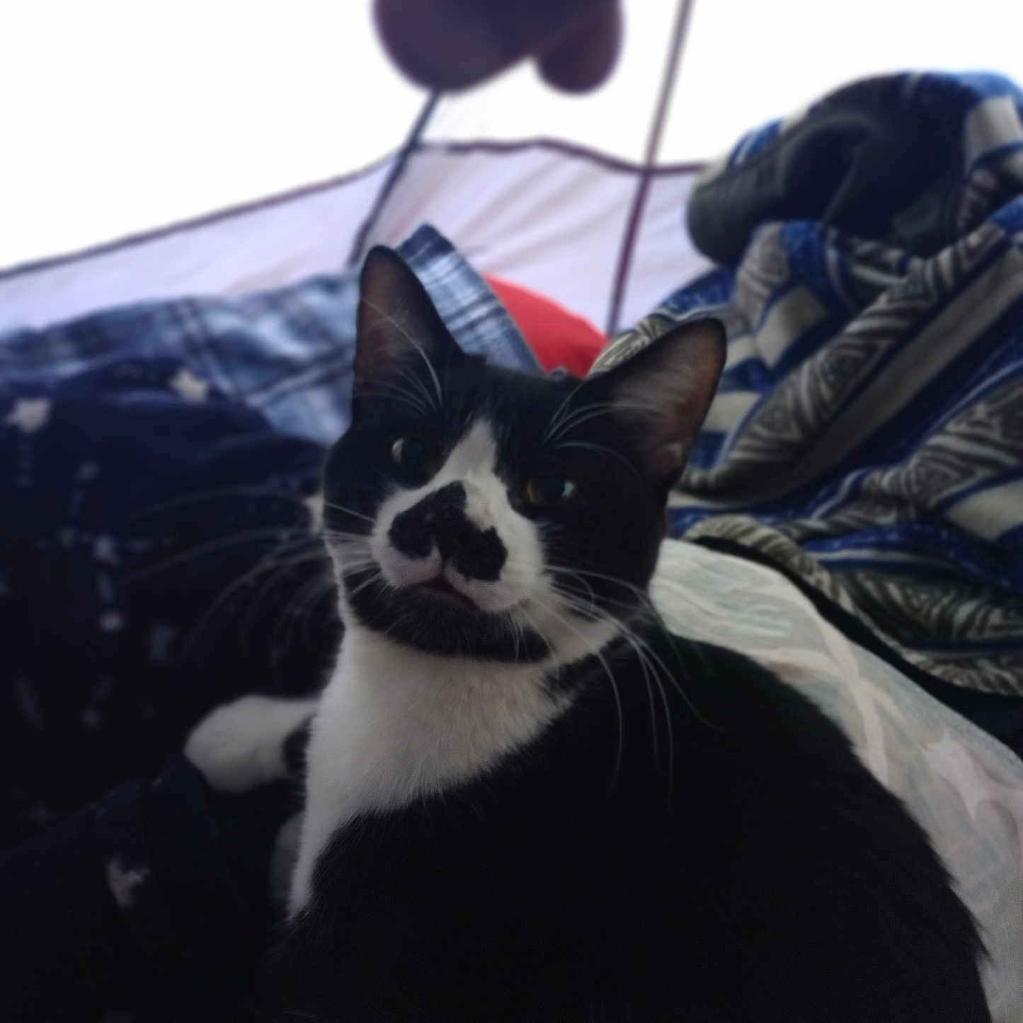 Bandit is registered to the contest to win money with this photo: cat, black_and_white, mustache_marking, indoor, blanket, hand, string, curious, pet, feline, cozy, soft_fabric, animal, domestic_cat, whiskers, ears, face, sitting, looking_up, closeup