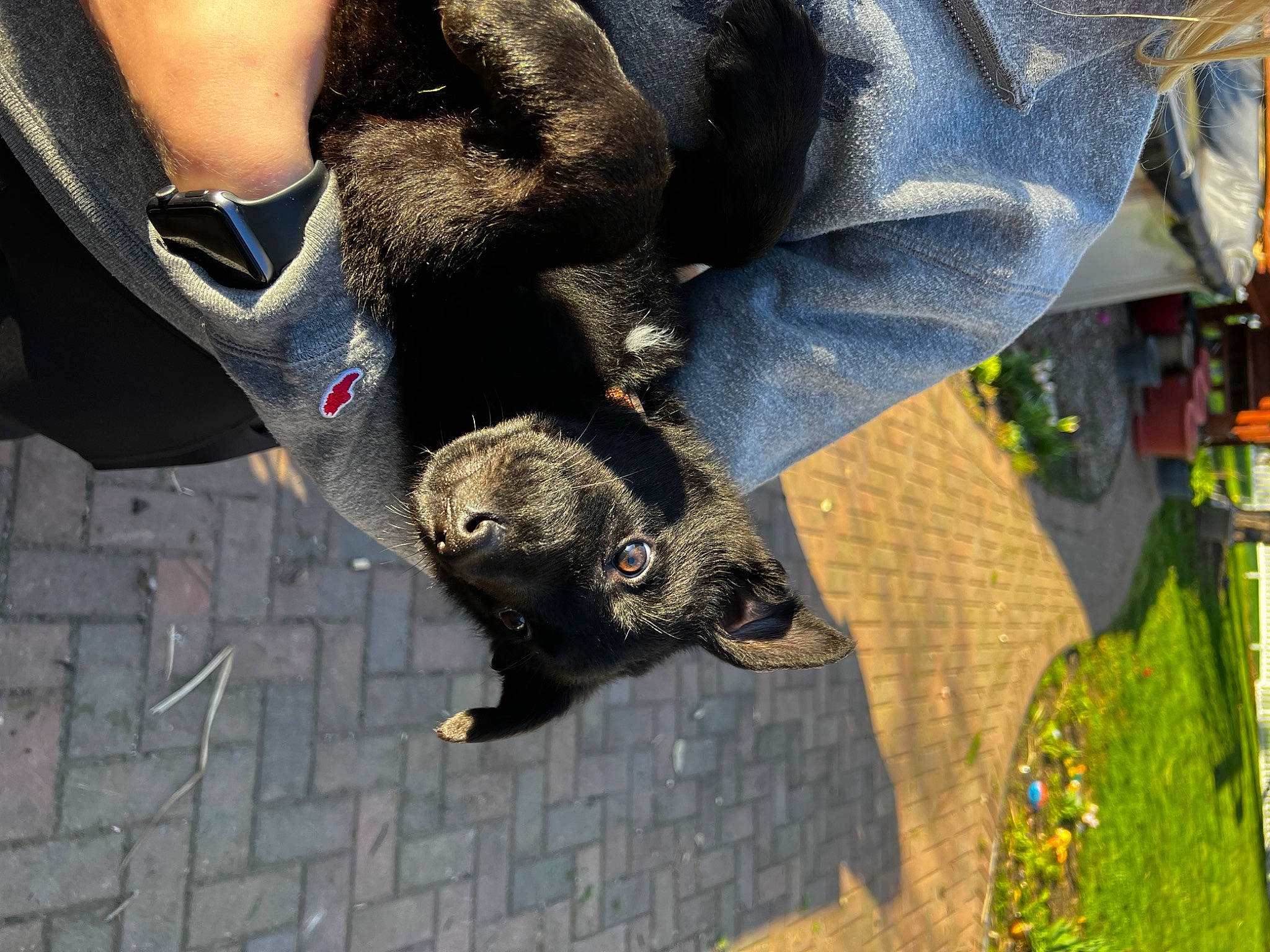 Benelli is registered to the contest to win money with this photo: canidae, carnivore, claw, companion_dog, denim, dog_breed, fawn, flower, fur, grass, plant, snout, sporting_group, street_fashion, tail, terrestrial_animal, working_animal