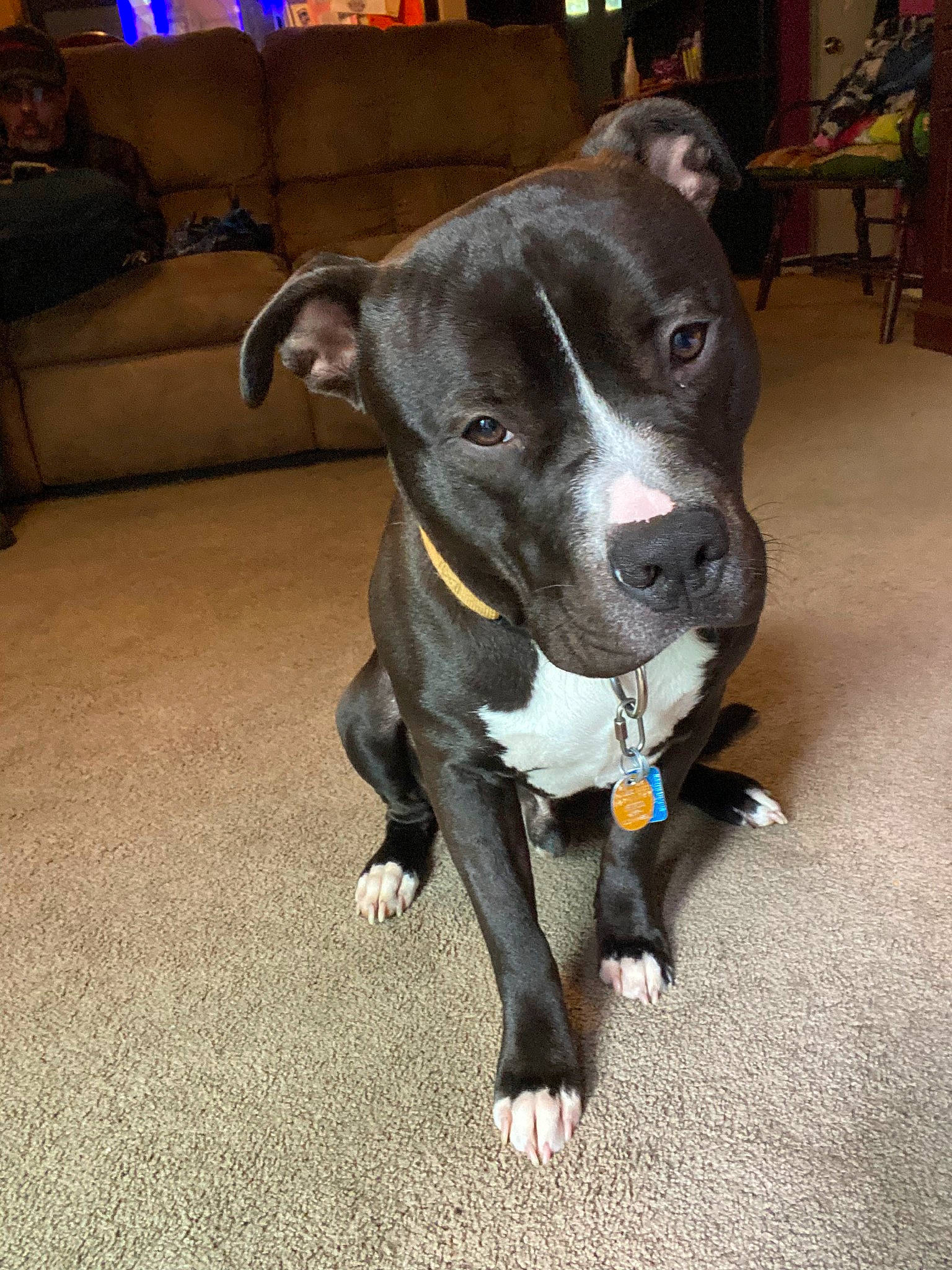 Nas is registered to the contest to win money with this photo: canidae, carnivore, chair, collar, companion_dog, couch, dog, dog_breed, dog_collar, fawn, flooring, guard_dog, houseplant, non_sporting_group, rampur_greyhound, sporting_group, whiskers, working_animal, working_dog