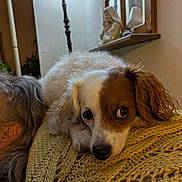 Faith joined the competition — help win amazing prizes! dog, pet, indoor, resting, blanket, knitted, yellow, brown, white, fur, face, ear, lamp, decor, shelf, reflection, cozy, curious, human, hair