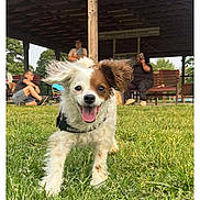 Faith is registered to the contest to win money with this photo: animal, bench, brown_ear, canine, daylight, dog, fun, grass, happy, leash, outdoor, park, pavilion, people, pet, playful, running, summer, tongue_out, white_ear