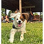 animal, bench, brown_ear, canine, daylight, dog, fun, grass, happy, leash, outdoor, park, pavilion, people, pet, playful, running, summer, tongue_out, white_ear