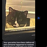 Calvin is registered to the contest to win money with this photo: blinds, cat, closeup, curious, dark_border, delivery_note, feline, grainy, green_eyes, indoor, peek, pet, phone_ui, portrait, screenshot, sill, text_message, tuxedo_cat, whiskers, window