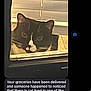 blinds, cat, closeup, curious, dark_border, delivery_note, feline, grainy, green_eyes, indoor, peek, pet, phone_ui, portrait, screenshot, sill, text_message, tuxedo_cat, whiskers, window