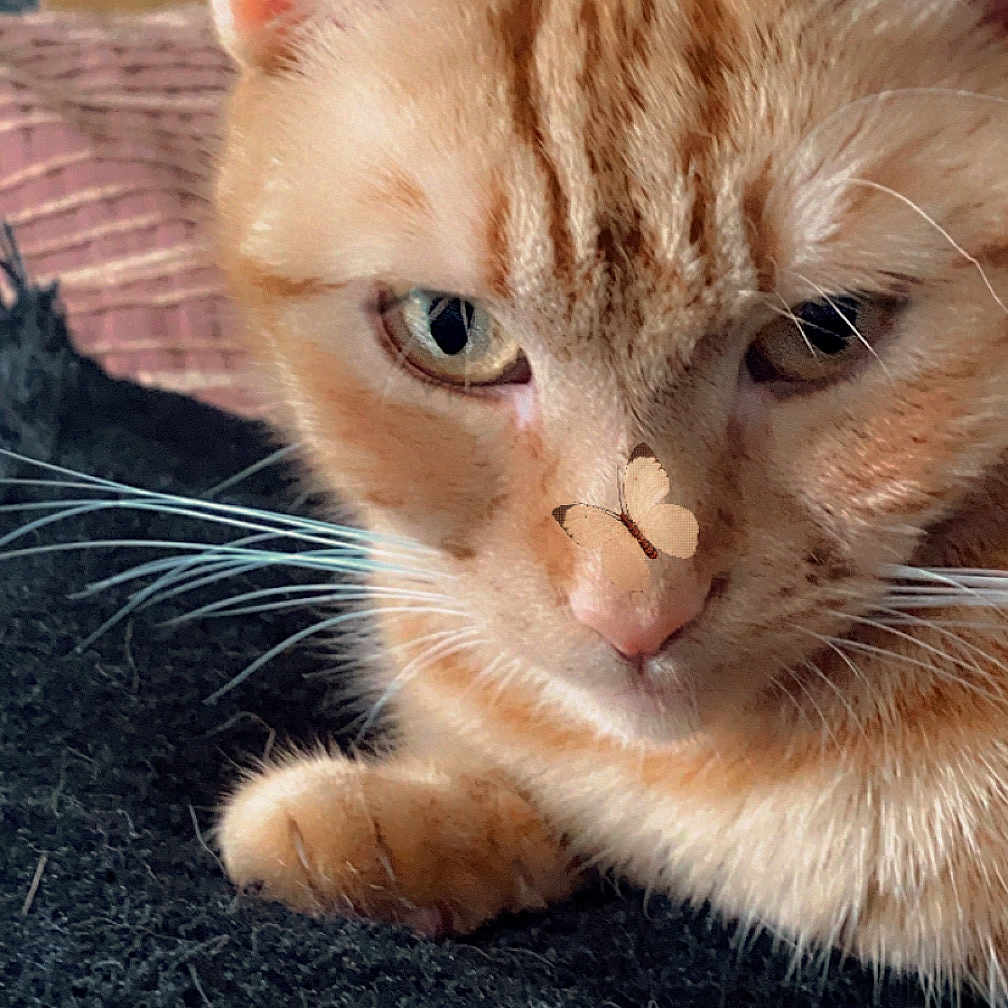 Daisy is registered to the contest to win money with this photo: abyssinian, angora, animal, bodypart, cat, ear, head, kitten, manx, mouth, person, pet, siamese