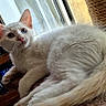 Tsuki a rejoint le concours — aidez-le/la à gagner de superbes lots ! cat, kitten, fluffy, cream_colored, pet, indoor, cat_tree, window, curious, furniture, television, cozy, relaxed, animal, young_cat, whiskers, ears, tail, home, daylight
