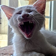 Tsuki a rejoint le concours — aidez-le/la à gagner de superbes lots ! cat, white_cat, feline, yawning, teeth, fangs, pet, indoor, cat_tree, paw, whiskers, ears, window, natural_light, animal, cute, mammal, furry, resting, closeup