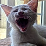 animal, cat, cat_tree, closeup, cute, ears, fangs, feline, furry, indoor, mammal, natural_light, paw, pet, resting, teeth, whiskers, white_cat, window, yawning