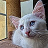 Tsuki participe au concours pour gagner de l'argent avec cette photo : cat, kitten, white_cat, blue_eyes, indoor, window, natural_light, fur, pet, animal, relaxed, cute, whiskers, ears, face, portrait, resting, curious, feline, closeup