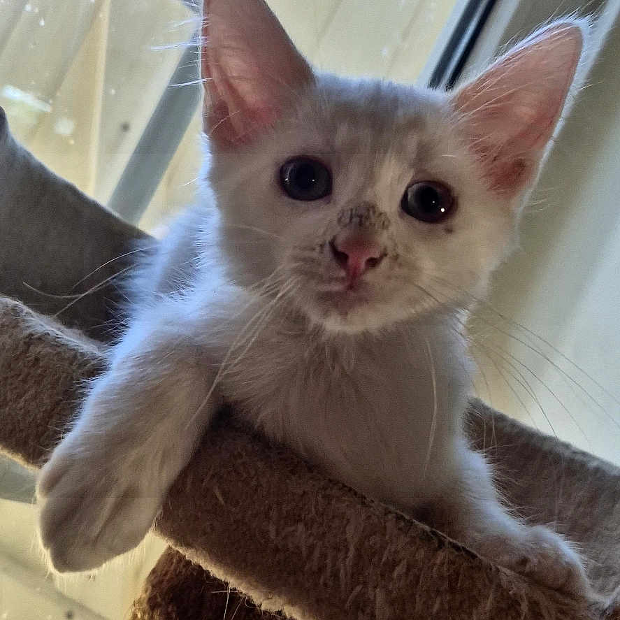 Tsuki a rejoint le concours — aidez-le/la à gagner de superbes lots ! kitten, cat, white_cat, pet, indoor, window, cat_tree, sisal, curious, young, animal, feline, cute, paw, ears, whiskers, looking, portrait, home, raindrops