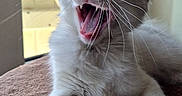 Tsuki a rejoint le concours — aidez-le/la à gagner de superbes lots ! cat, kitten, feline, white_cat, blue_eyes, yawning, meowing, whiskers, cat_tree, scratching_post, indoor, window, natural_light, pet, cute, fur, animal, resting, closeup, playful