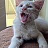 animal, blue_eyes, cat, cat_tree, closeup, cute, feline, fur, indoor, kitten, meowing, natural_light, pet, playful, resting, scratching_post, whiskers, white_cat, window, yawning