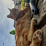 Hercule participe au concours pour gagner de l'argent avec cette photo : animal, cat, closeup, daylight, fur, ginger_cat, grooming_brush, house, leaf, nature, outdoor, paw, pet, relaxed, roof, sky, tree, urban, window, wooden_bench