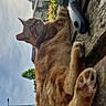 animal, cat, closeup, daylight, fur, ginger_cat, grooming_brush, house, leaf, nature, outdoor, paw, pet, relaxed, roof, sky, tree, urban, window, wooden_bench