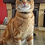 animal, carpet, cat, collar, curious, ears, feline, fireplace, floor, framed_picture, glass_table, home_interior, indoor, leopard_image, mammal, orange_tabby, pet, red_wall, table, whiskers