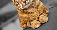 Hercule a rejoint le concours — aidez-le/la à gagner de superbes lots ! abyssinian, animal, cat, hardwood, kitten, manx, pet, wood
