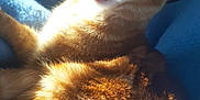 Hercule a rejoint le concours — aidez-le/la à gagner de superbes lots ! abyssinian, animal, armchair, bodypart, cat, chair, couch, face, furniture, head, kitten, manx, mouth, person, pet, photography, portrait, sleeping, teeth, tongue