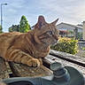 animal, bench, cat, closeup, daylight, feline, ginger_cat, greenery, house, looking_away, nature, outdoor, pet, relaxed, resting, stripes, suburban, sunlight, tree, wooden_bench