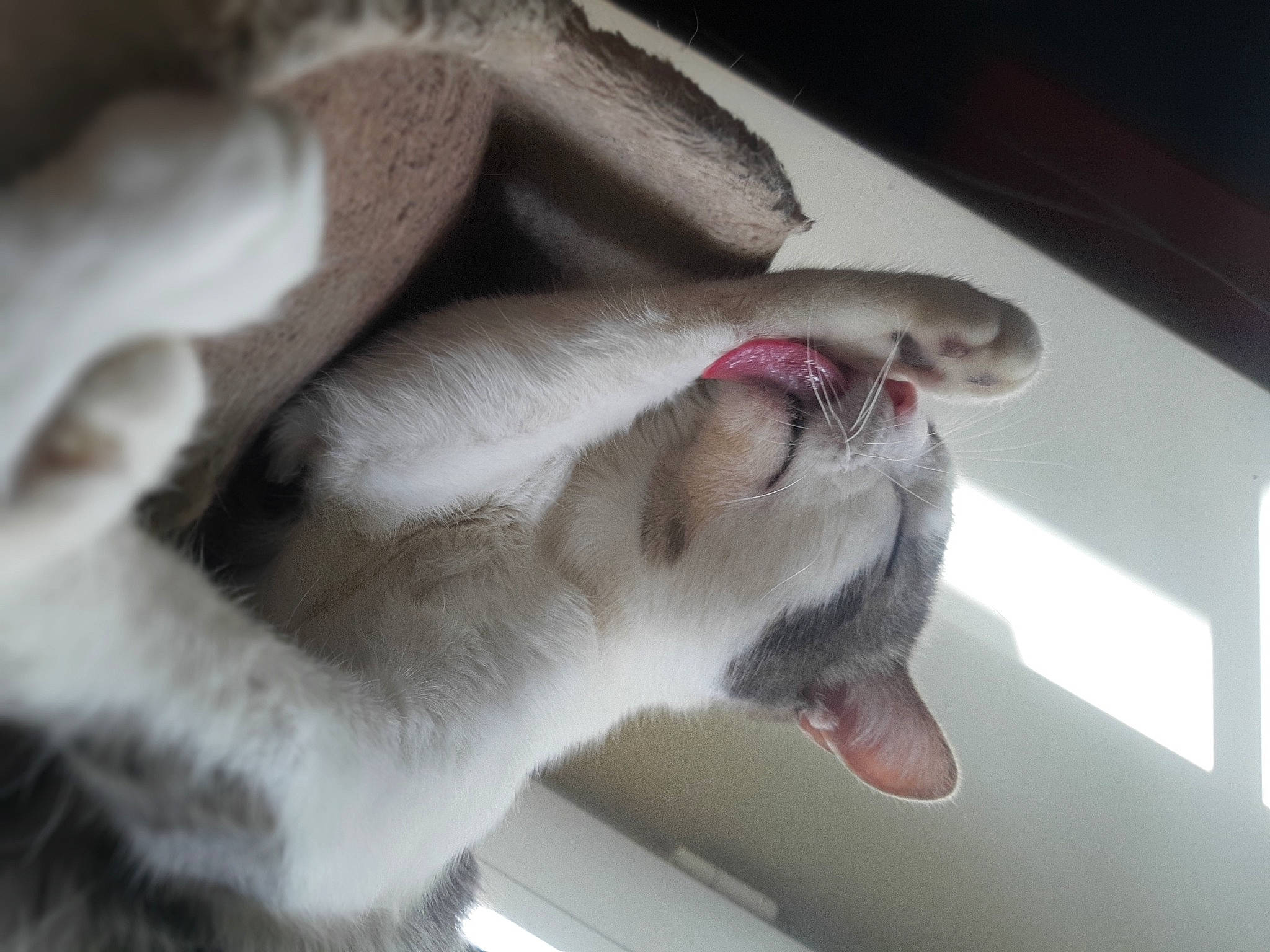 Tora a rejoint le concours — aidez-le/la à gagner de superbes lots ! canidae, carnivore, cat, collar, comfort, companion_dog, dog_breed, domestic_short_haired_cat, fawn, felidae, fur, nap, paw, small_to_medium_sized_cats, snout, sporting_group, tail, whiskers