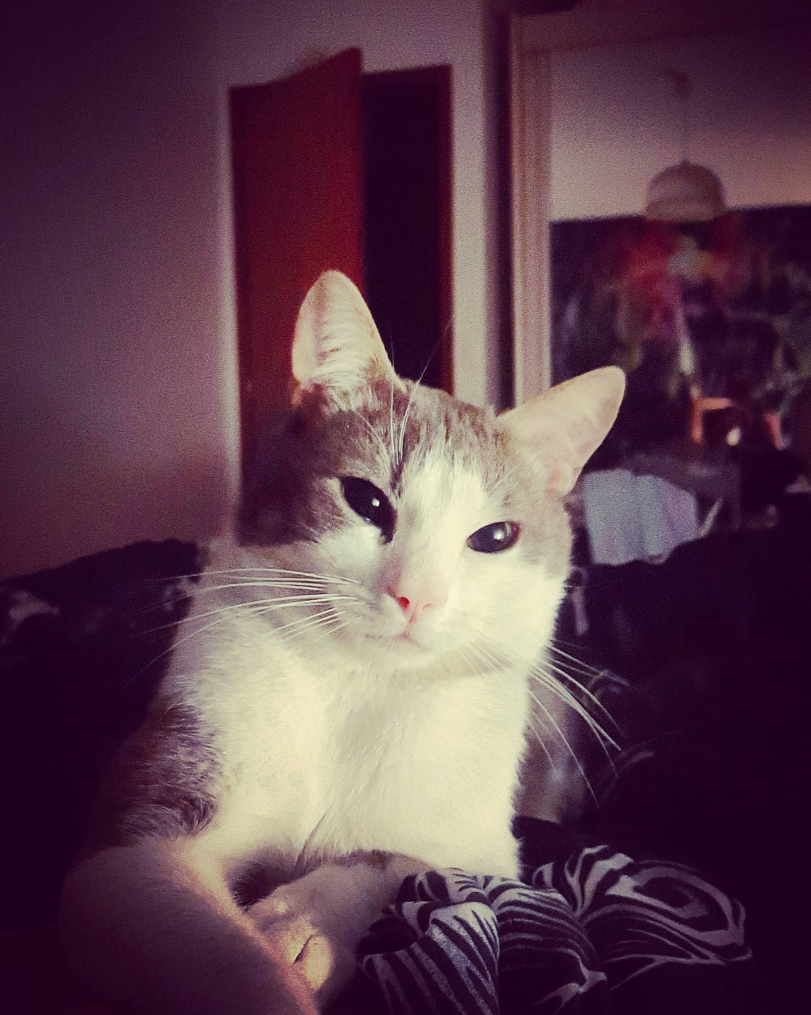 Tora a rejoint le concours — aidez-le/la à gagner de superbes lots ! carnivore, cat, cloud, comfort, darkness, domestic_short_haired_cat, ear, felidae, fur, metal, meteorological_phenomenon, night, paw, sitting, small_to_medium_sized_cats, snout, square, tail, whiskers, window