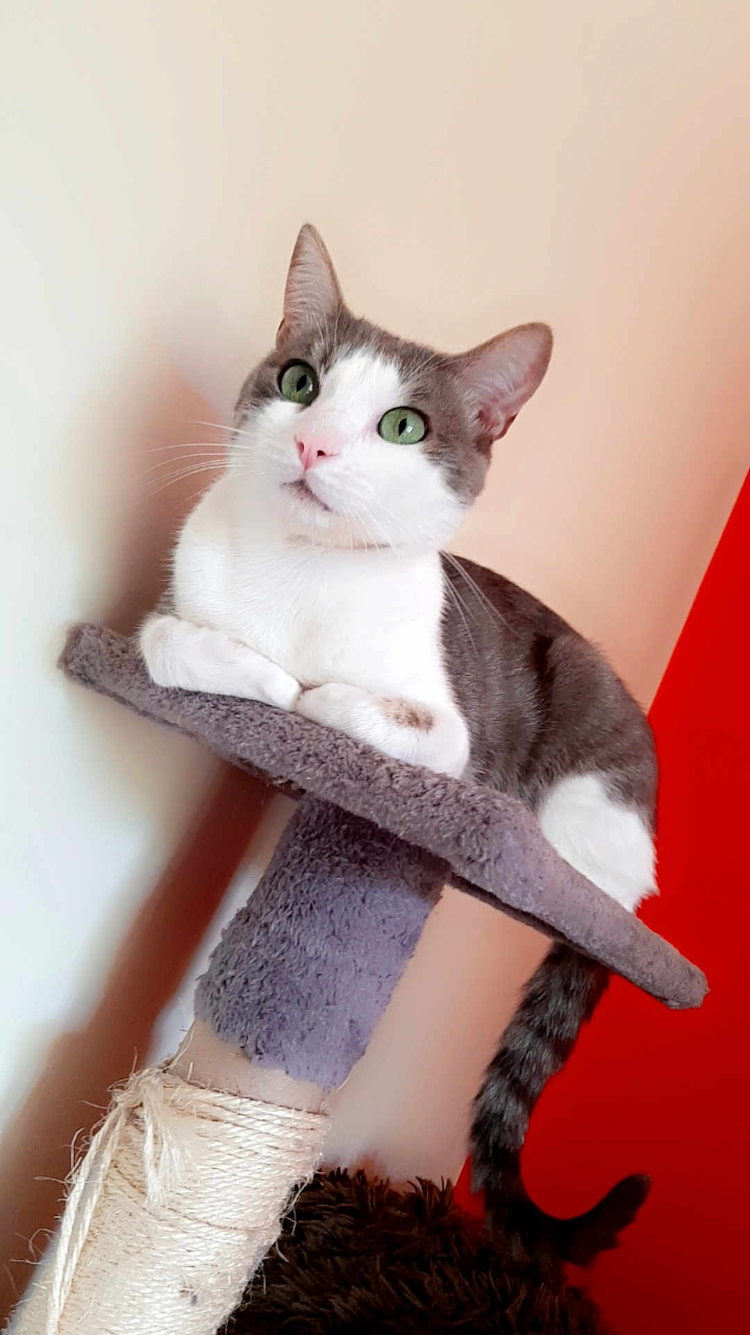 Tora