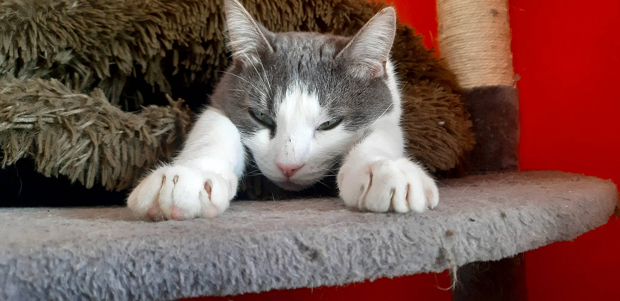 Tora participe au concours pour gagner de l'argent avec cette photo : carmine, carnivore, cat, claw, comfort, domestic_short_haired_cat, felidae, foot, fur, grass, nap, paw, sitting, sleep, small_to_medium_sized_cats, snout, tail, tree, whiskers