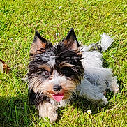 Verso participe au concours pour gagner de l'argent avec cette photo : animal, cute, daylight, dog, ears, fur, grass, greenery, happy, mammal, nature, outdoor, pet, playful, puppy, relaxed, small_dog, sunlight, tongue, tongue_out
