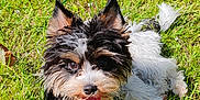 Verso participe au concours pour gagner de l'argent avec cette photo : animal, cute, daylight, dog, ears, fur, grass, greenery, happy, mammal, nature, outdoor, pet, playful, puppy, relaxed, small_dog, sunlight, tongue, tongue_out