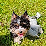animal, cute, daylight, dog, ears, fur, grass, greenery, happy, mammal, nature, outdoor, pet, playful, puppy, relaxed, small_dog, sunlight, tongue, tongue_out