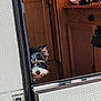 Verso participe au concours pour gagner de l'argent avec cette photo : dog, peeking, door, camper, rv, wooden_cabinet, curious, fur, pet, indoor, sunlight, shadow, small_dog, face, animal, head, window, metal_frame, home, interior